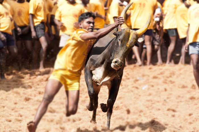 Jallikattu sport being played